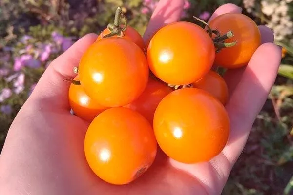 Сроки созревания и урожайность