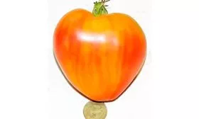 serdce-abrikosovoj-zebry