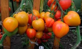 serdce-abrikosovoj-zebry-4