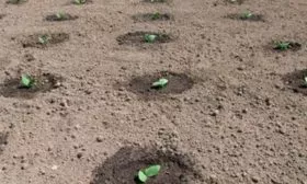 Схема посева