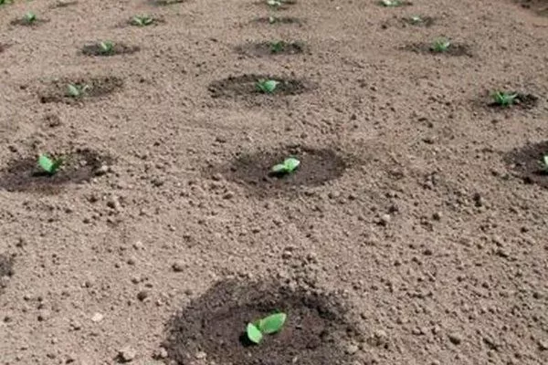 Схема посева