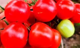 Вкус плодов и их назначение