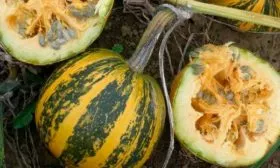 Созревание и плодоношение, продуктивность