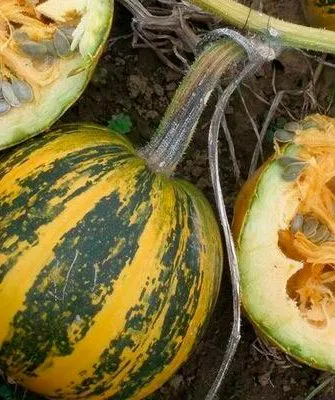 Созревание и плодоношение, продуктивность