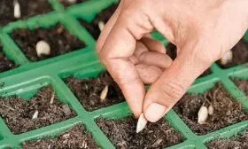 Технология посадки тыквы