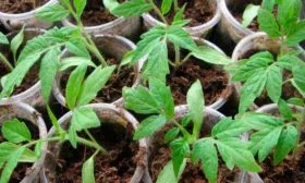 Технология выращивания рассады