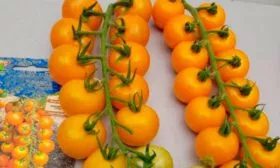 томат Волшебная арфа