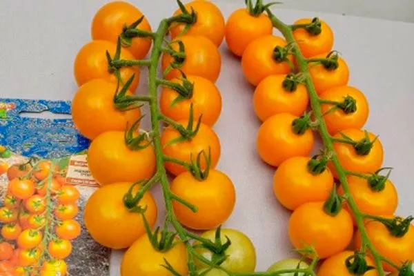 томат Волшебная арфа