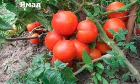 Описание сорта