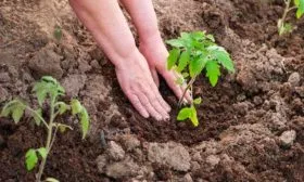 Технология выращивания рассады