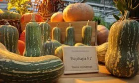 тыква барбара 3