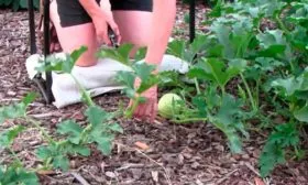 Уход и формирование растений