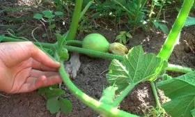 Уход и формирование растений