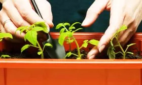 Уход за рассадой