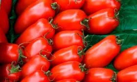 Урожайность и сроки созревания томата Воловьи уши