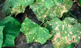 Устойчивость к заболеваниям и вредителям