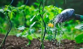 Увлажнение и удобрения