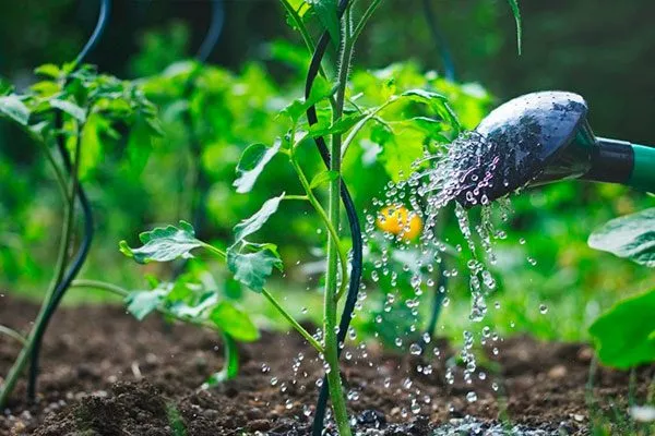 Увлажнение и удобрения