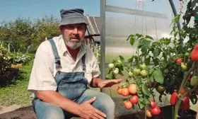 Описание куста и плодов2