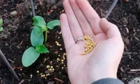 Внесение удобрений