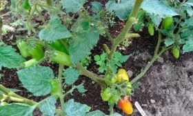 Внешний вид куста