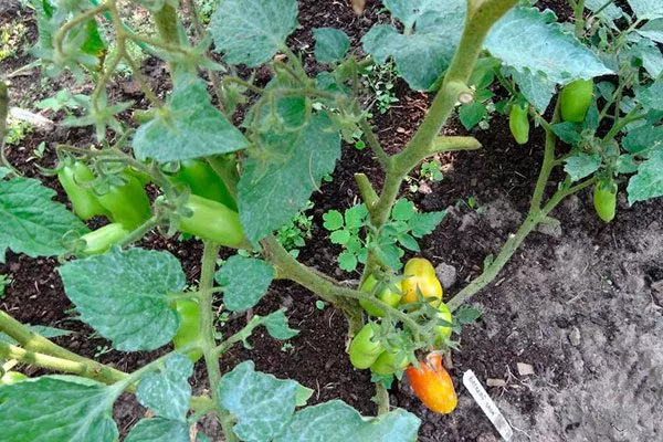 Внешний вид куста