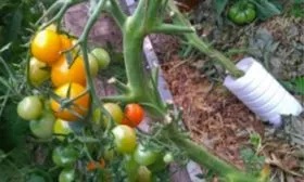 Внешний вид кустов2