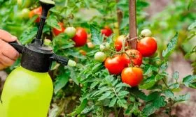 Введение удобрений и подкормок