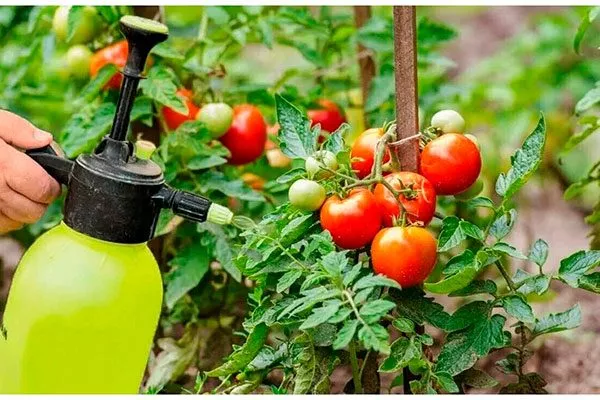 Введение удобрений и подкормок