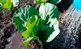 Выращивание и уход