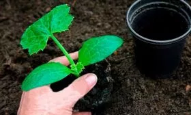 Выращивание и высадка рассады