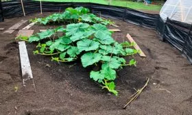 Выращивание рассадным методом