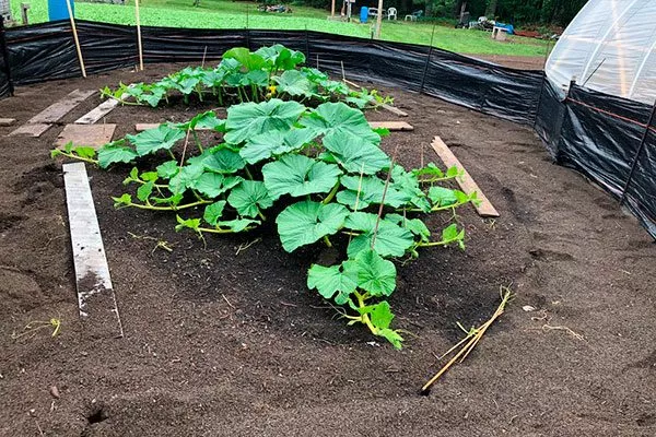 Выращивание рассадным методом