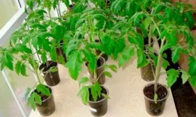 Выращивание рассады