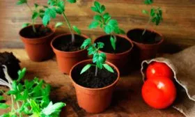 Выращивание рассады