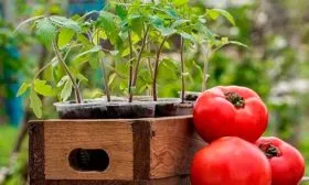 Выращивание рассады