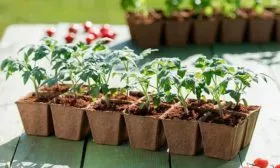 Выращивание рассады