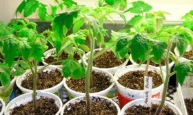 Выращивание рассады