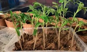 Выращивание семян