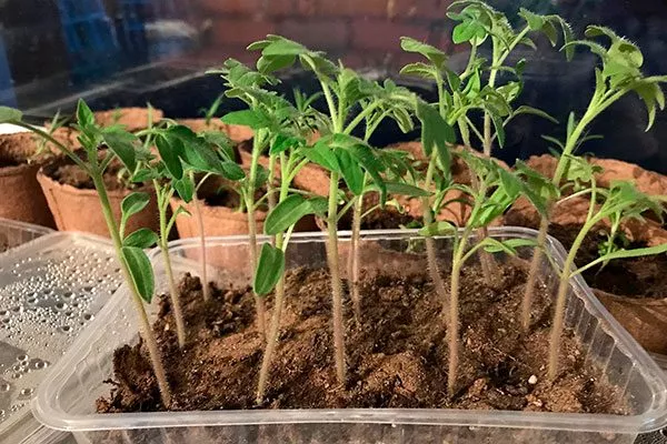 Выращивание семян