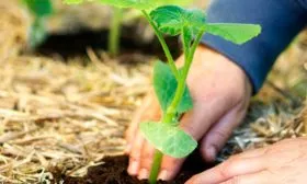 Высадка рассады