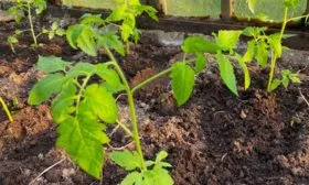 Высадка рассады