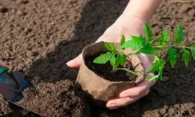 Высадка рассады