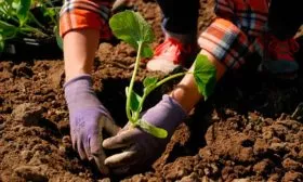 Высадка рассады