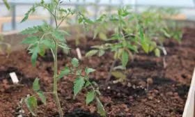 Высадка рассады