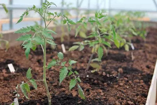 Высадка рассады