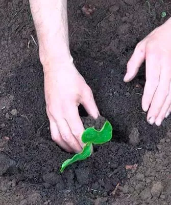 Высадка рассады