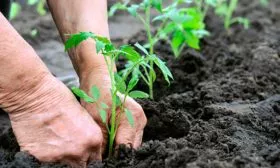 Высадка рассады