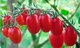 Высадка рассады сорта томата Малиновый фонтан в открытый грунт или теплицу