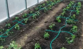 Высадка в открытый грунт и теплицу